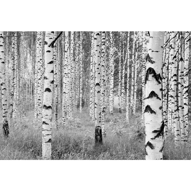 Фотообои флизелиновые Komar Woods XXL4-023 3,68х2,48 м