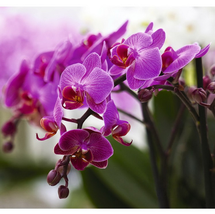 Фотообои виниловые на флизелиновой основе Decocode Прекрасные орхидеи 31-0066-FV 3х2,8 м  