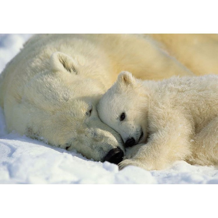 Фотообои бумажные Komar Polar Bears NG 1-605 1,84x1,27 м