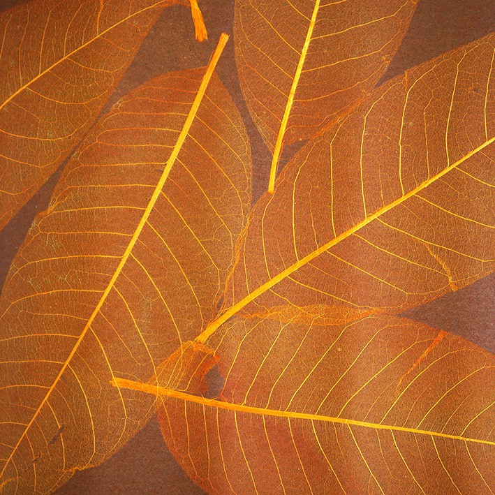 Обои натуральные Дизайн Тропик покрытие Листья S-8