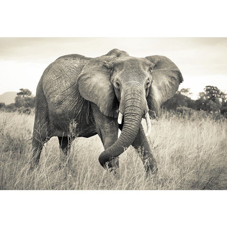 Фотообои флизелиновые Komar Elephant XXL4-529 3,68х2,48 м
