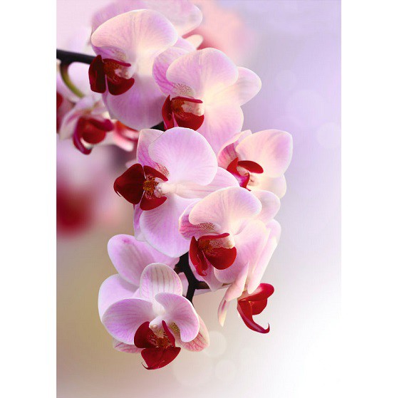 Фотообои виниловые на флизелиновой основе Decocode Ветка орхидеи 21-0007-FR 2х2,8 м
