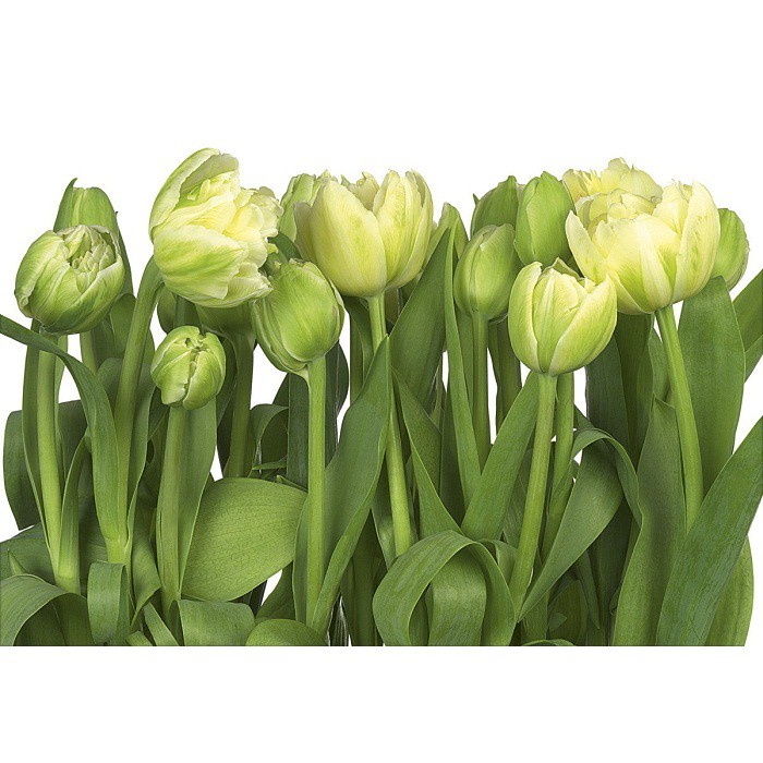 Фотообои бумажные Komar Tulips 8-900 3,68х2,54 м
