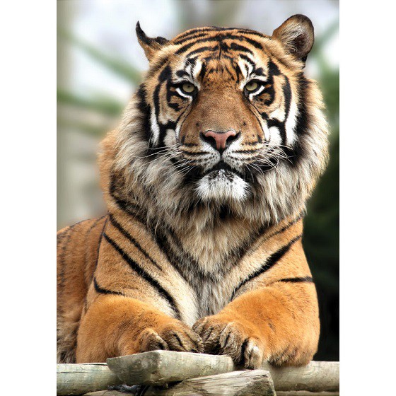 Фотообои виниловые на флизелиновой основе Decocode Гордый тигр 21-0213-NY 2х2,8 м