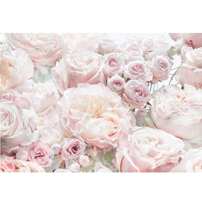Фотообои бумажные Komar Весенние розы 8-976 3,68х2,54 м