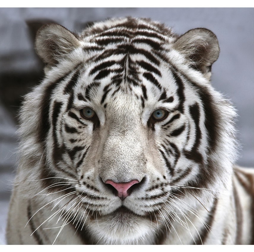 Фотообои виниловые на флизелиновой основе Decocode Белый тигр 31-0006-NB 3х2,8 м  
