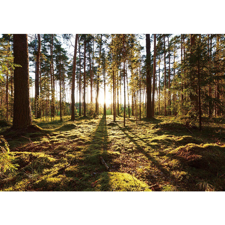Фотообои виниловые на флизелиновой основе Decocode Прогулка по лесу 41-0416-PG 4х2,8 м