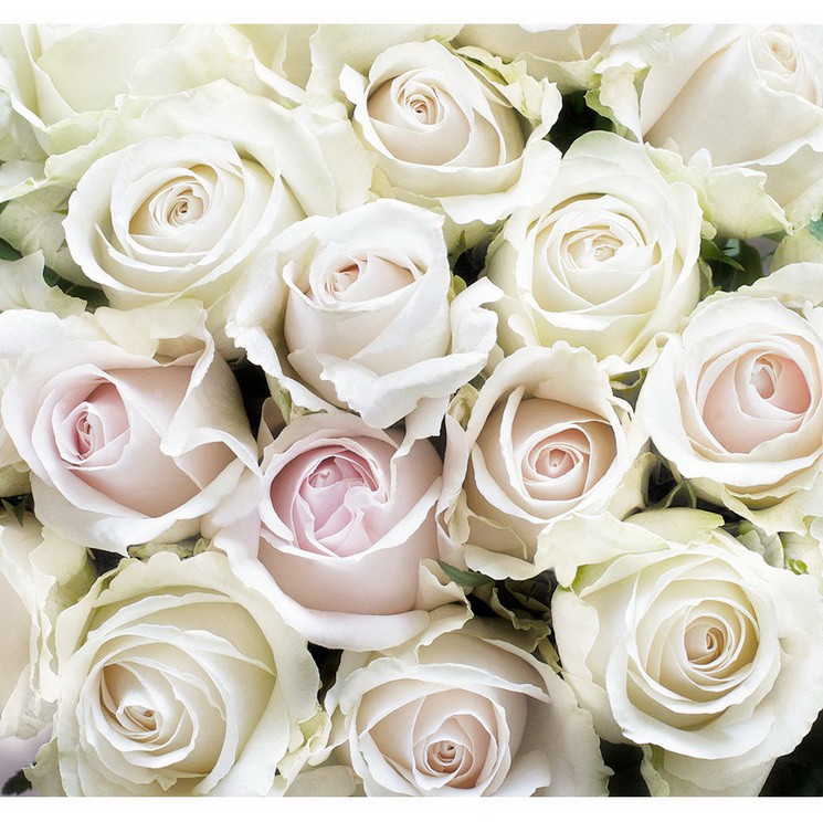 Фотообои виниловые на флизелиновой основе Decocode Белые розы 31-0412-FE 3х2,8 м