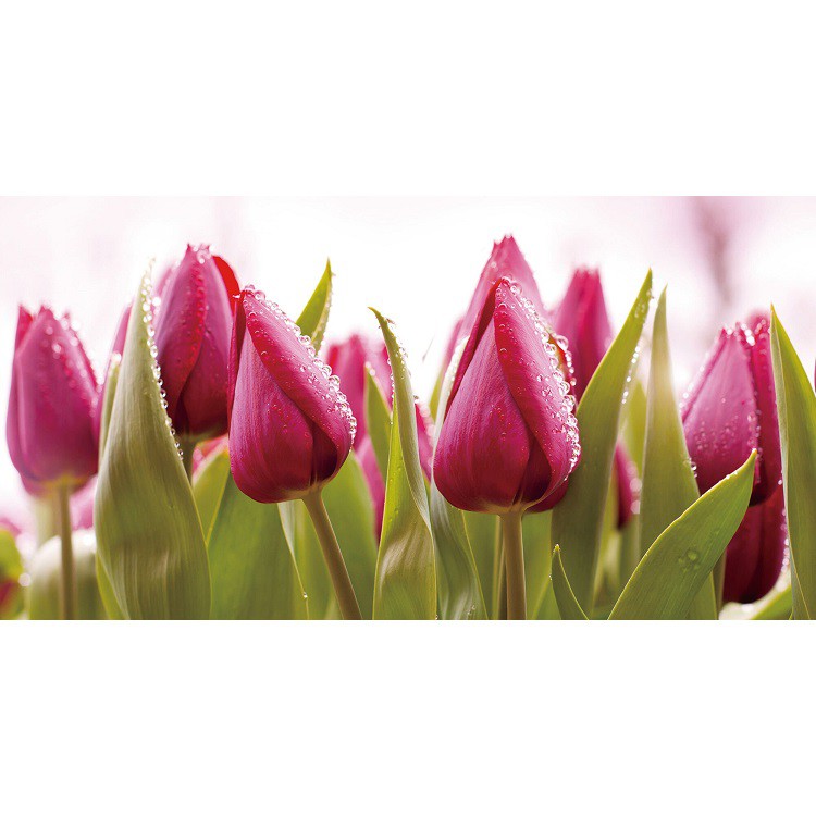 Фотообои виниловые на флизелиновой основе Decocode Голландские тюльпаны 13-0525-FR 2,5х1,3 м