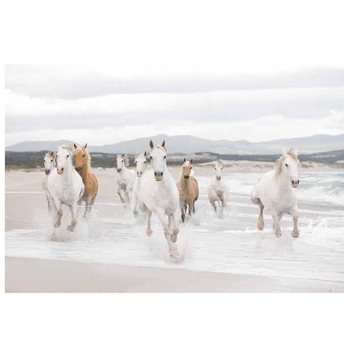 Фотообои бумажные Komar White Horses 8-986 3,68х2,54 м