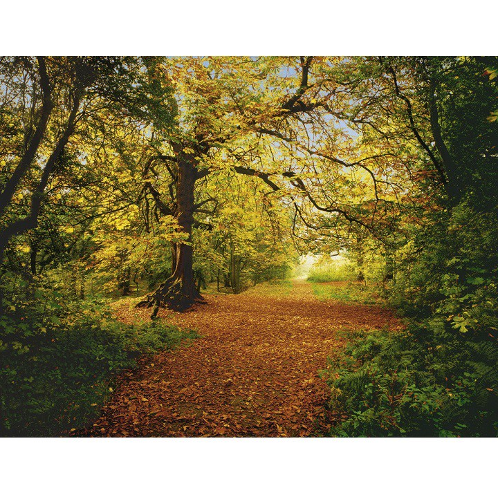 Фотообои бумажные Komar Autumn Forest 8-068 3,88х2,70 м